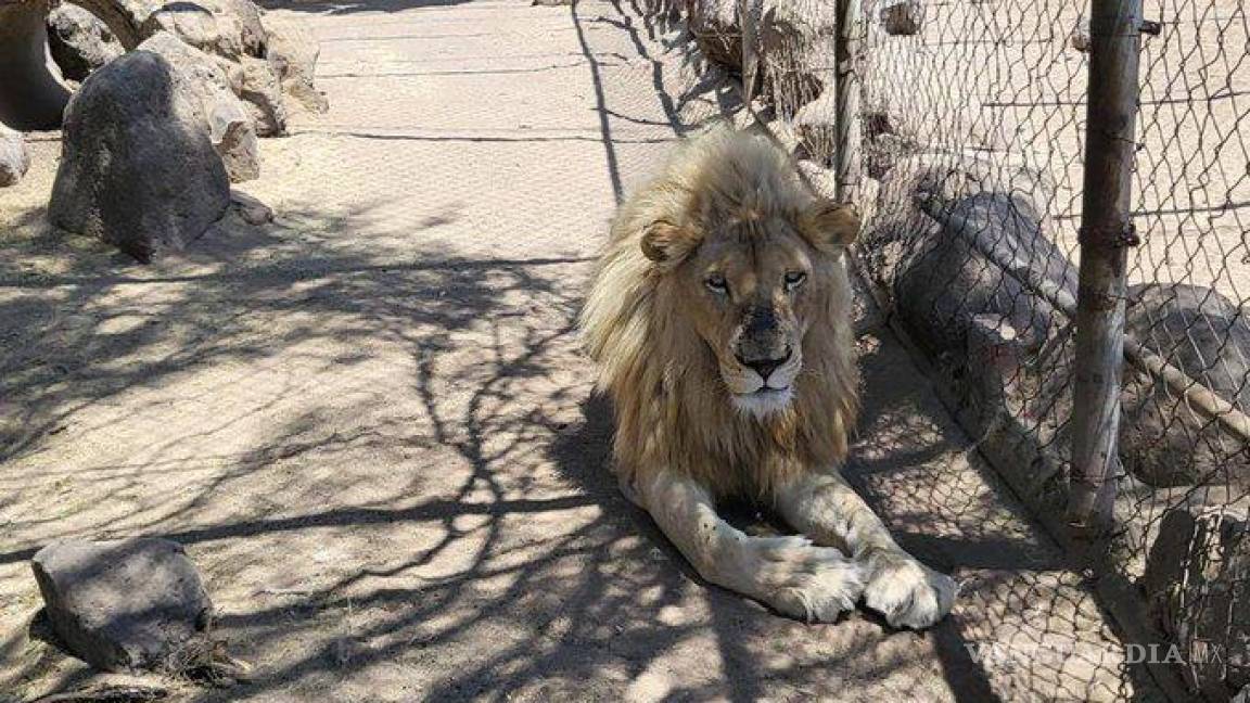 Aseguran ‘zoológico’ ilegal en Jalisco; tenían tigres, leones y muchos más animales