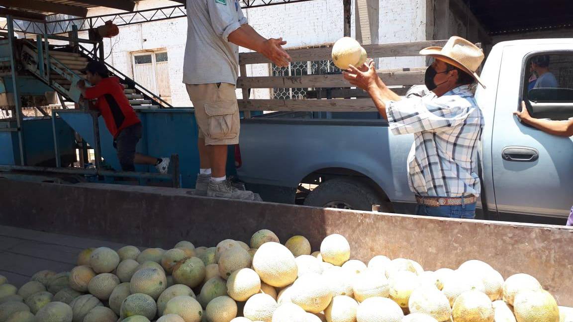 Reportan repunte en precio del melón en La Laguna, producción está en su mejor momento