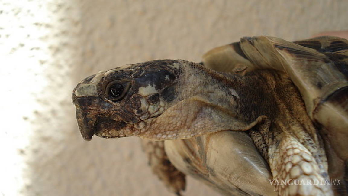 Prevén arribo de más de 14 mil tortugas loro a Tamaulipas