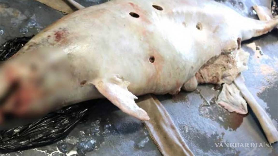 Fallece la primera vaquita marina en 2018; el año pasado murieron seis