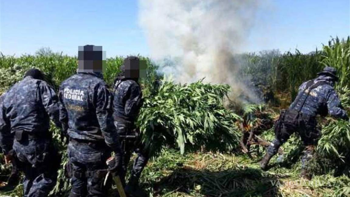 Policías federales localizan y destruyen 300 toneladas de marihuana en Chihuahua