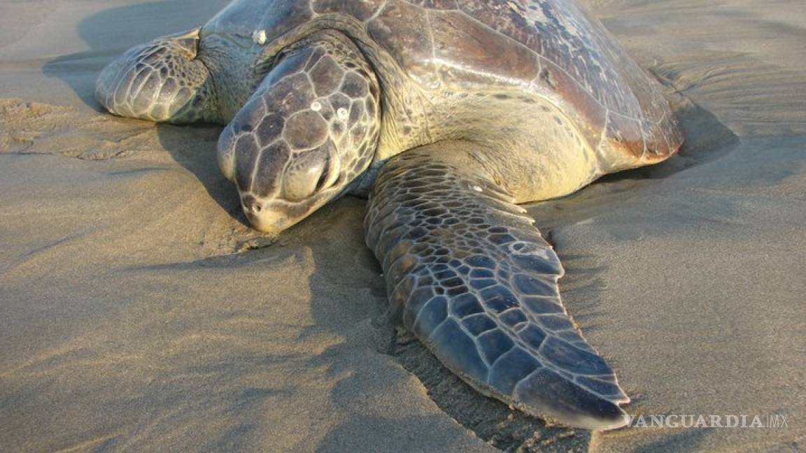 Mueren 35 tortugas en Baja California Sur