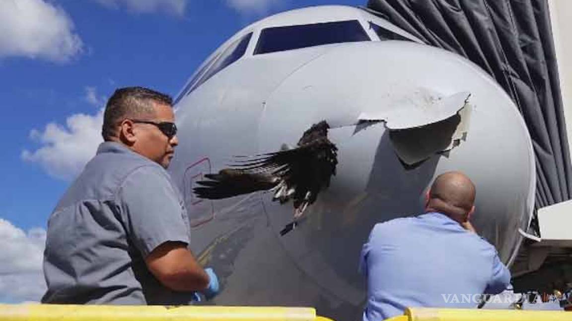Pájaro queda incrustado en la punta de un avión