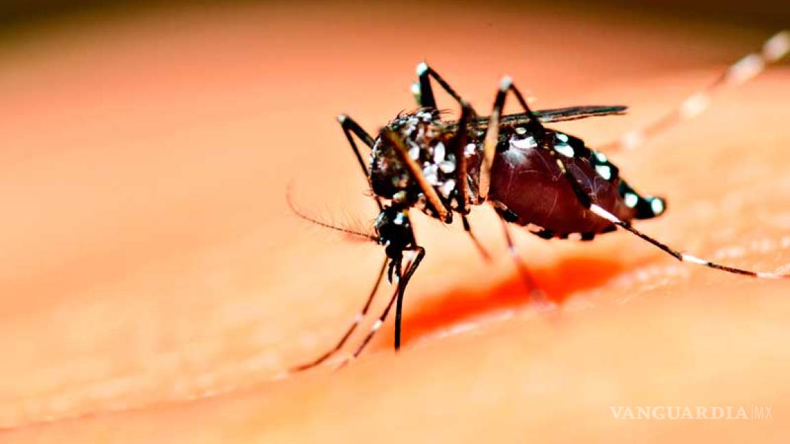 Secretaría de Salud de Coahuila va contra Zika, Dengue y Chikungunya