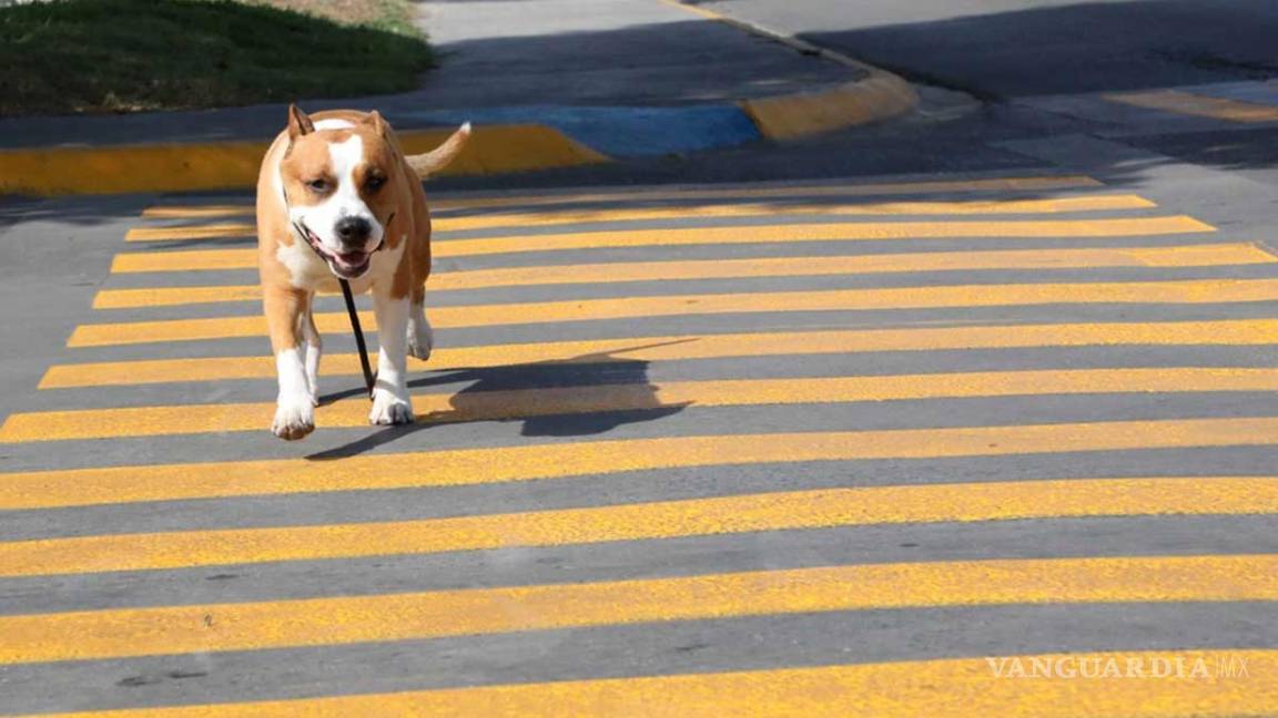 Colocan señalización para evitar atropellos de perros y gatos en municipio de Nuevo León