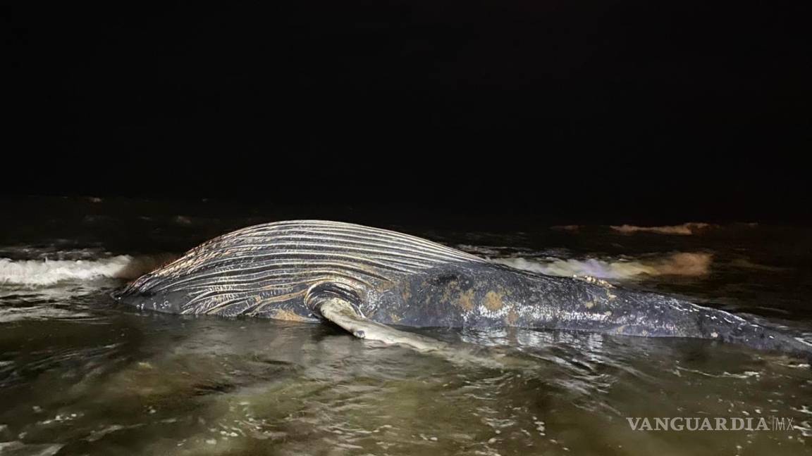 Hallan ballena de 8 metros muerta en playa de Mazatlán