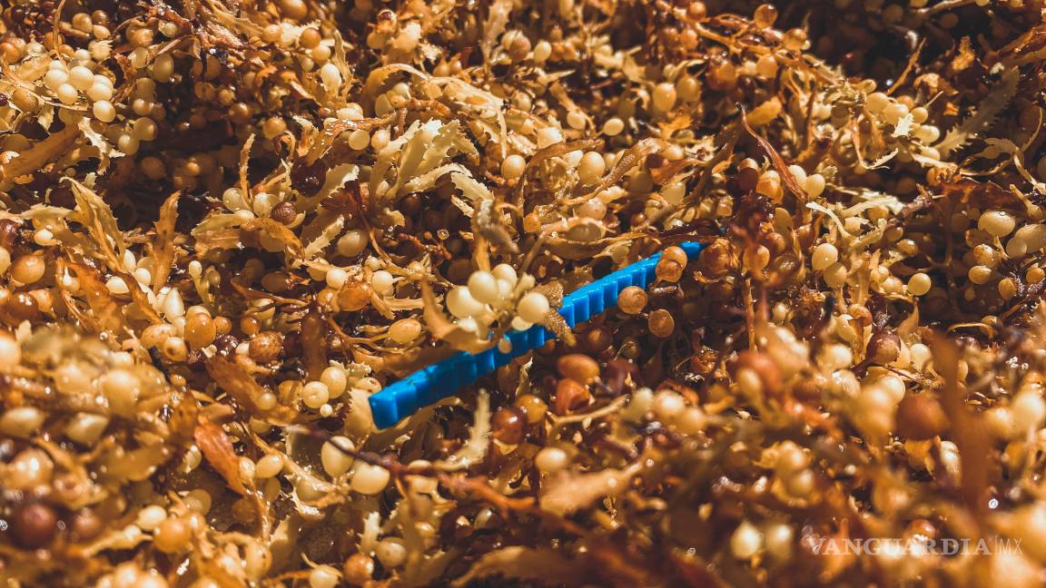 $!Cinturón masivo de sargazo avanza por el Atlántico y amenaza con un arribo sin precedentes al Caribe Mexicano