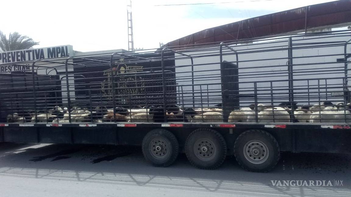 $!En Nadadores detienen a hombre de Saltillo por transportar ganado sin registro