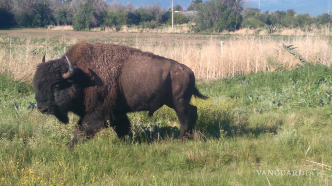 Encuentran a bisonte en la carretera 57