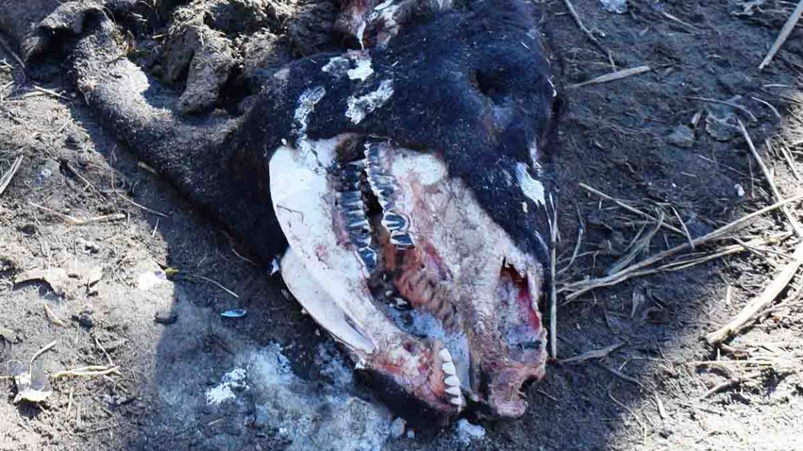 $!Aparecen toros mutilados muy extrañamente; expertos sugieren de responsables a alienígenas o sectas satánicas