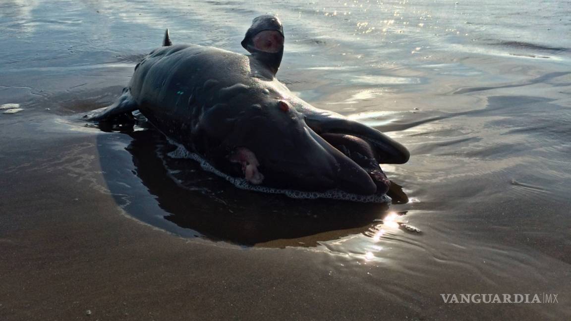 $!A 10 años de la explosión de la plataforma Deepwater Horizon la vida silvestre del Golfo de México sigue siendo afectada