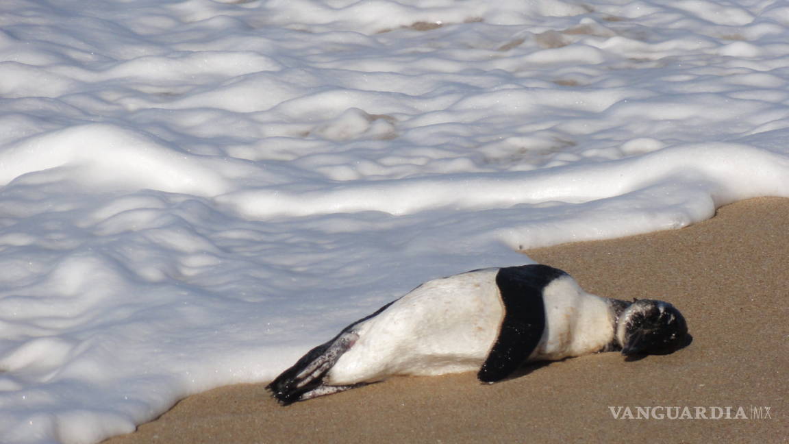 Miles de pingüinos muertos en las costas de Nueva Zelanda
