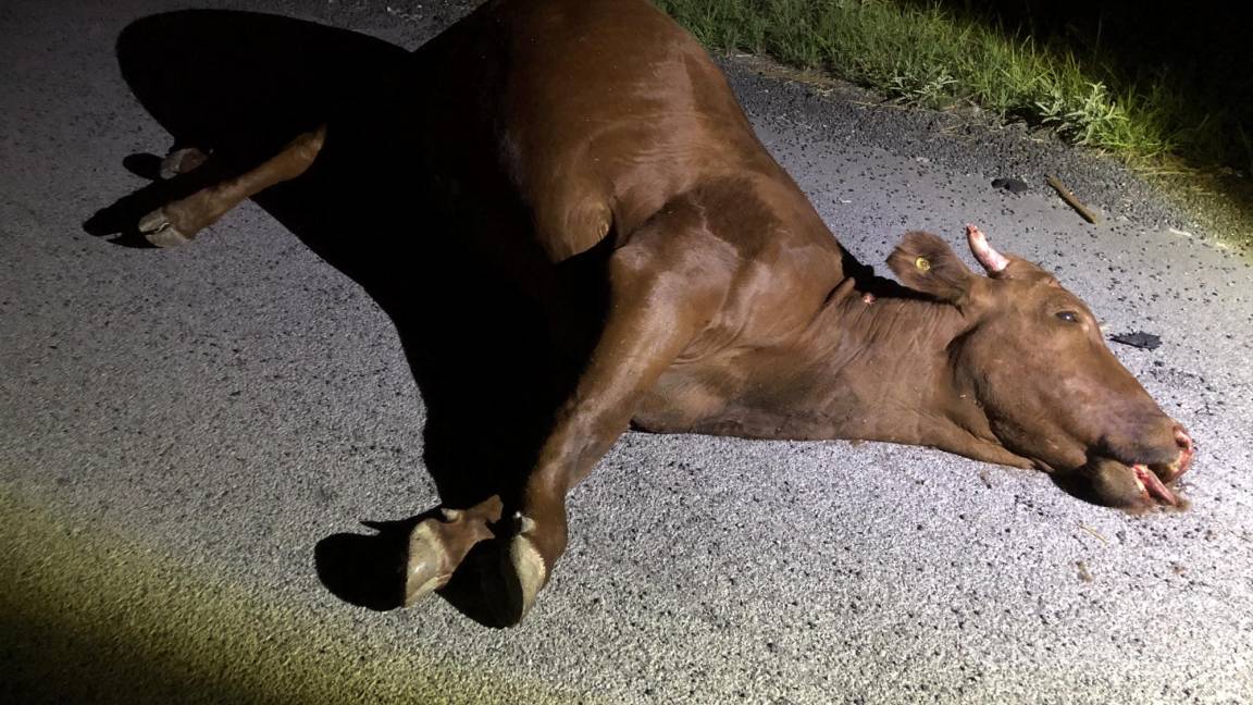 Sale ilesa conductora tras arrollar a dos vacas, en carretera Zacatecas