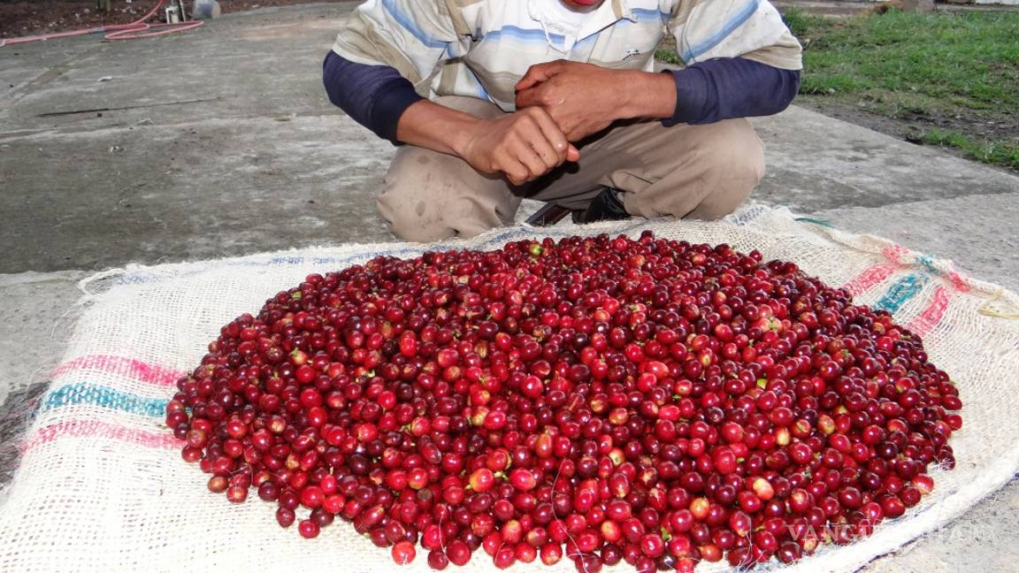 $!Asegura activista que países consumidores de café "perpetúan pobreza”
