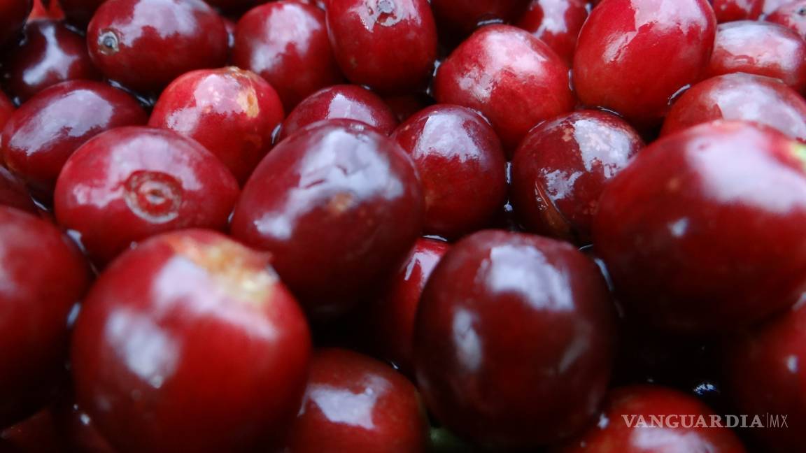 $!Asegura activista que países consumidores de café "perpetúan pobreza”