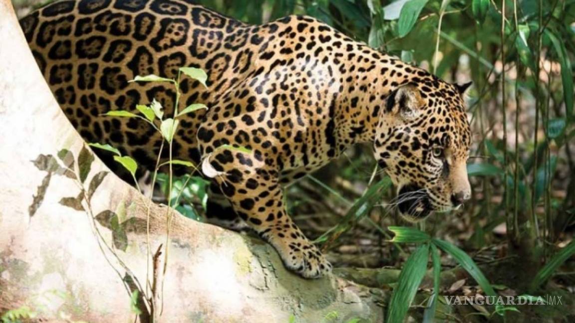 Aumenta el número de jaguares en México, pero siguen siendo una especie amenazada