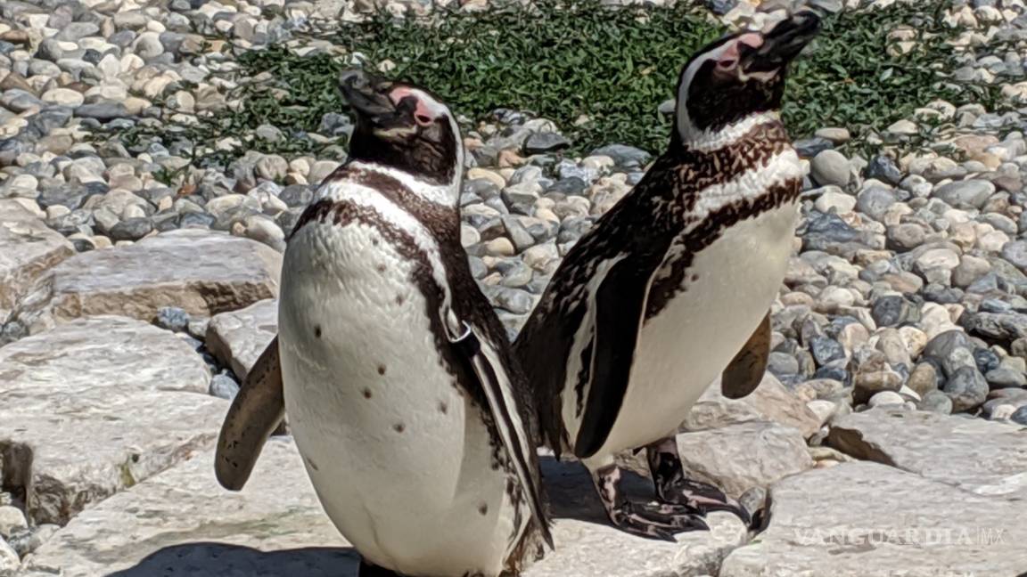 Pareja de pingüinos gays son padres &quot;ejemplares&quot; en el zoo de San Francisco