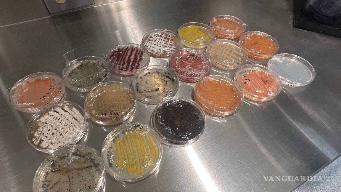 $!De avanzar las investigaciones, se estaría generando antibióticos completamente modernos para el planeta.