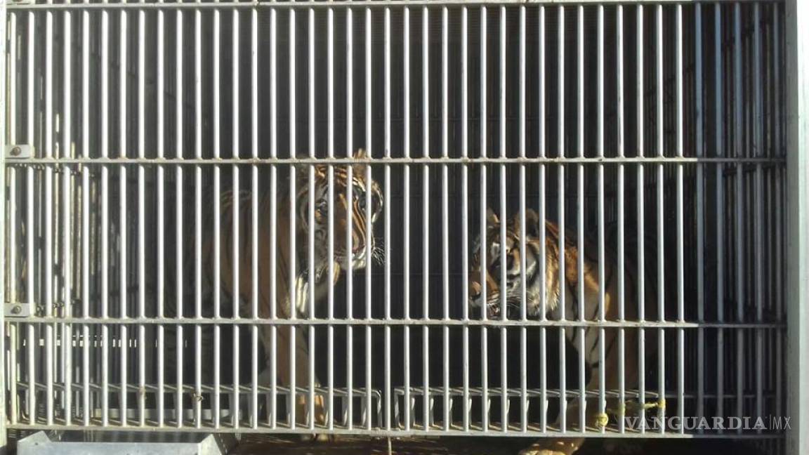 Profepa asegura 5 tigres y 2 osos de circo en Culiacán