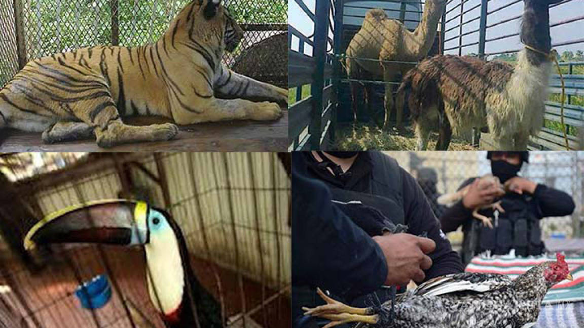 Narcos, políticos y ladrones coleccionan animales exóticos