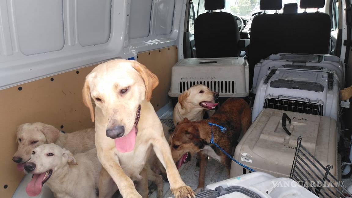 Rescatan a 27 perros que sufrían maltrato en alcaldía Cuauhtémoc, CDMX