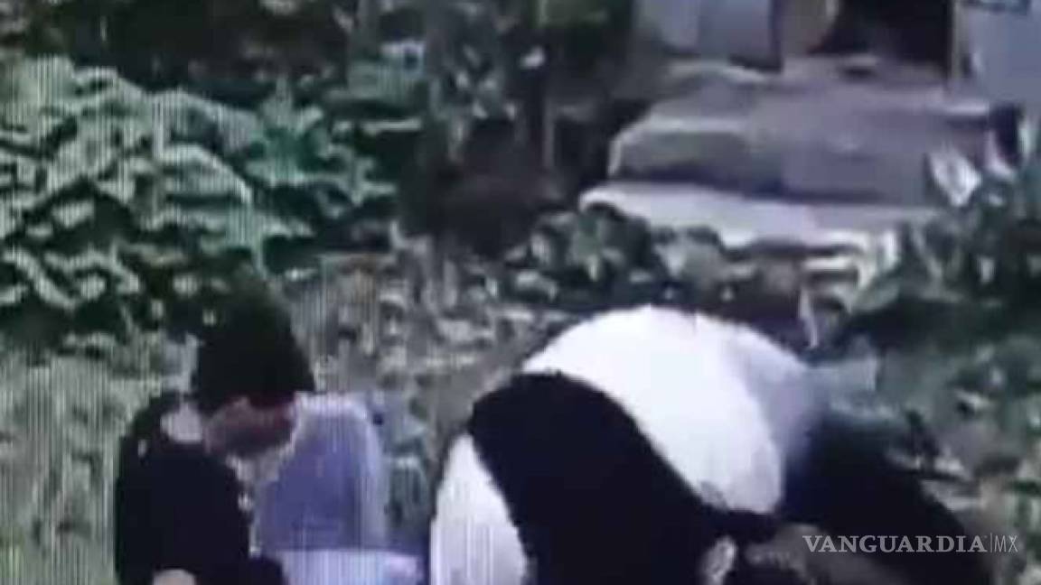Hombre es atacado por un oso panda en un zoológico de China