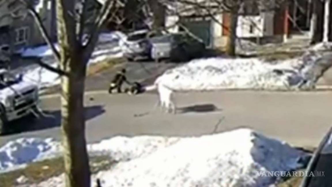 $!Perrito detiene el tráfico para salvar a su dueña tras sufrir un desmayo