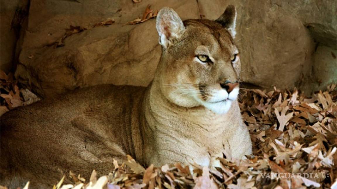 Puma ataca a cazador y las autoridades buscan sacrificarlo