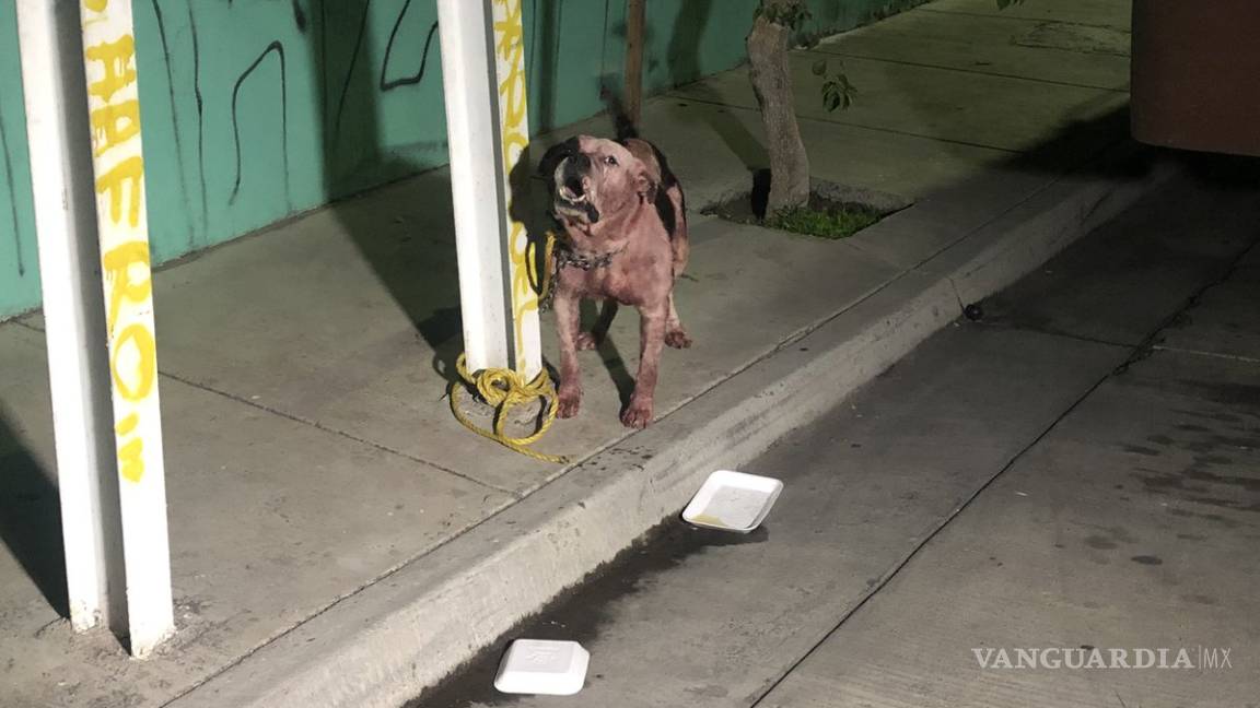 Perro mata a ladrón que entró a robar al hogar de sus dueños