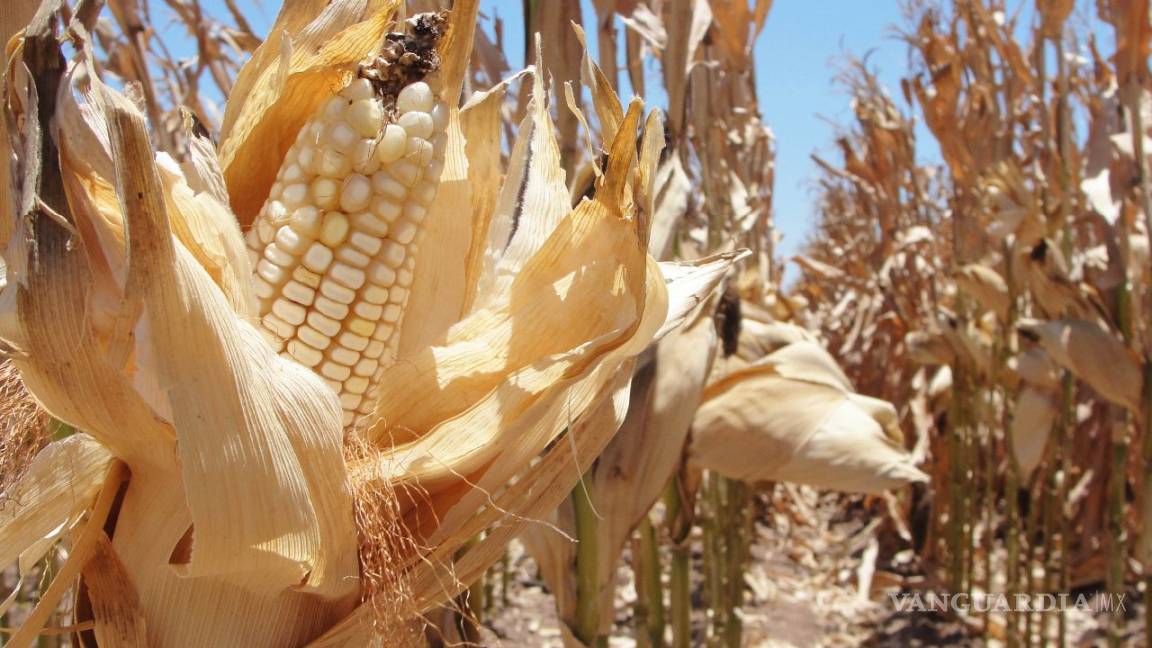 México podría ser primer lugar en importación de maíz