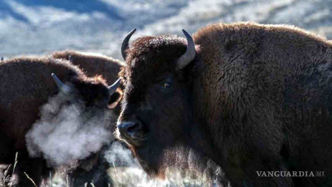 Liberan 19 bisontes americanos en Coahuila en Día Mundial de la Vida Silvestre