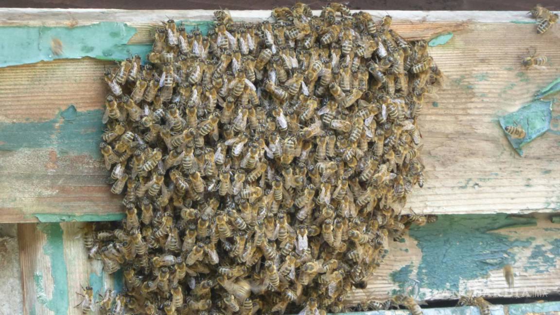 Ataque de abejas en Frontera deja a un adulto mayor sin vida; crece riesgo de enjambres en Coahuila