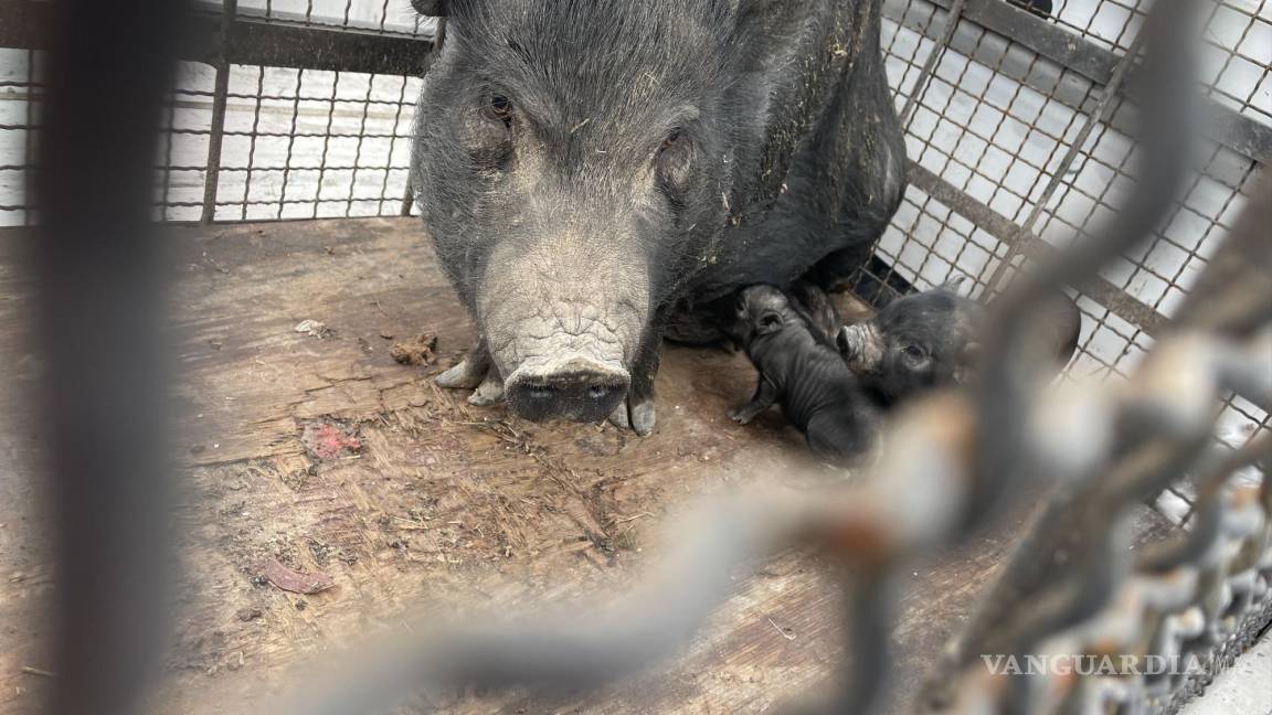 Capturan en arroyo de Saltillo a manada de cerdos vietnamitas