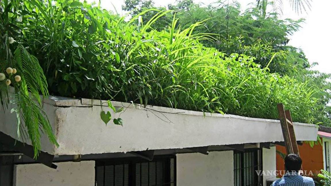 $!Pon a tu casa una piel verde