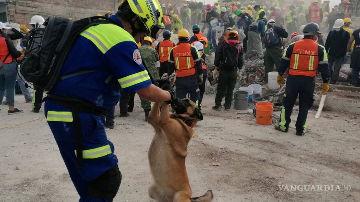 $!Perros rescatistas, héroes de cuatro patas del sismo (fotos/videos)