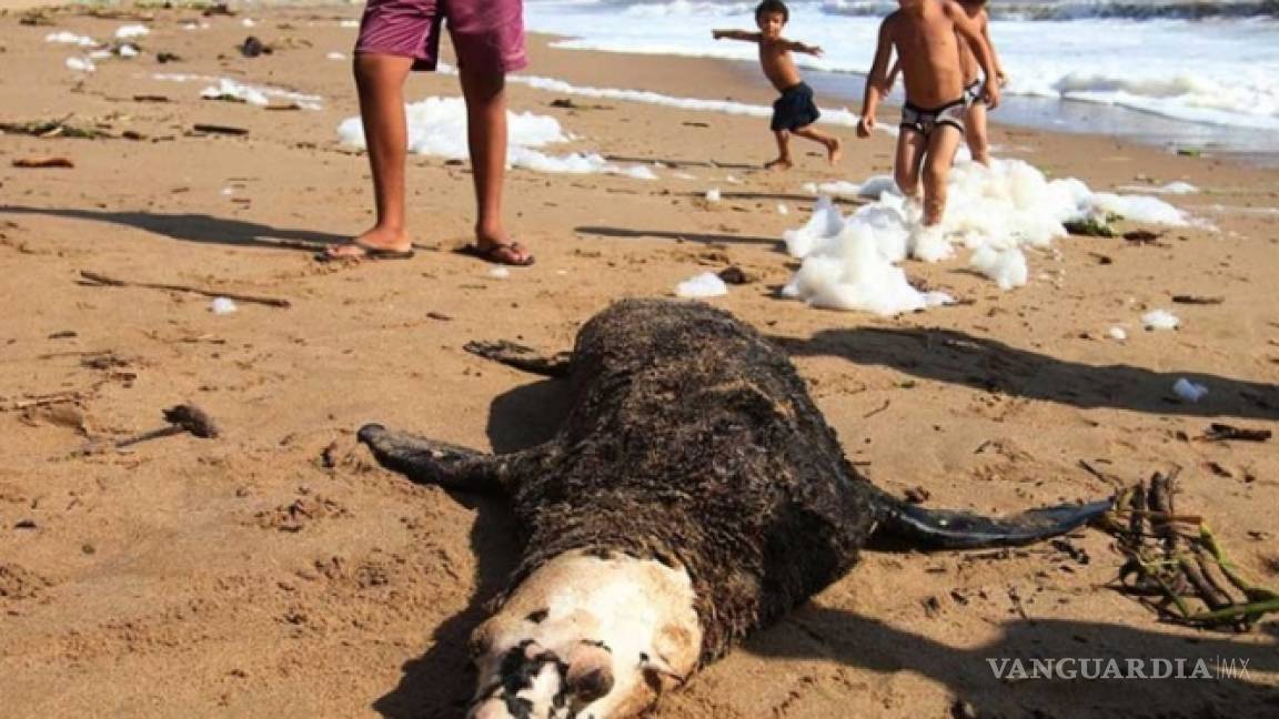Aparece lobo marino muerto en Mazatlán