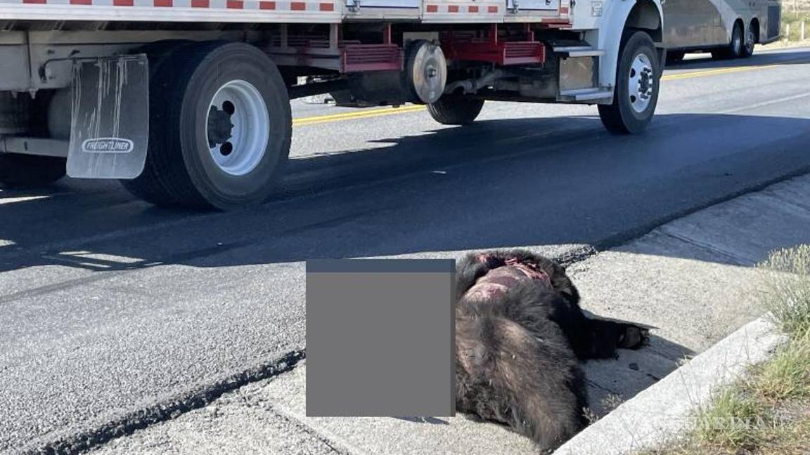 $!No había señales del vehículo responsable.