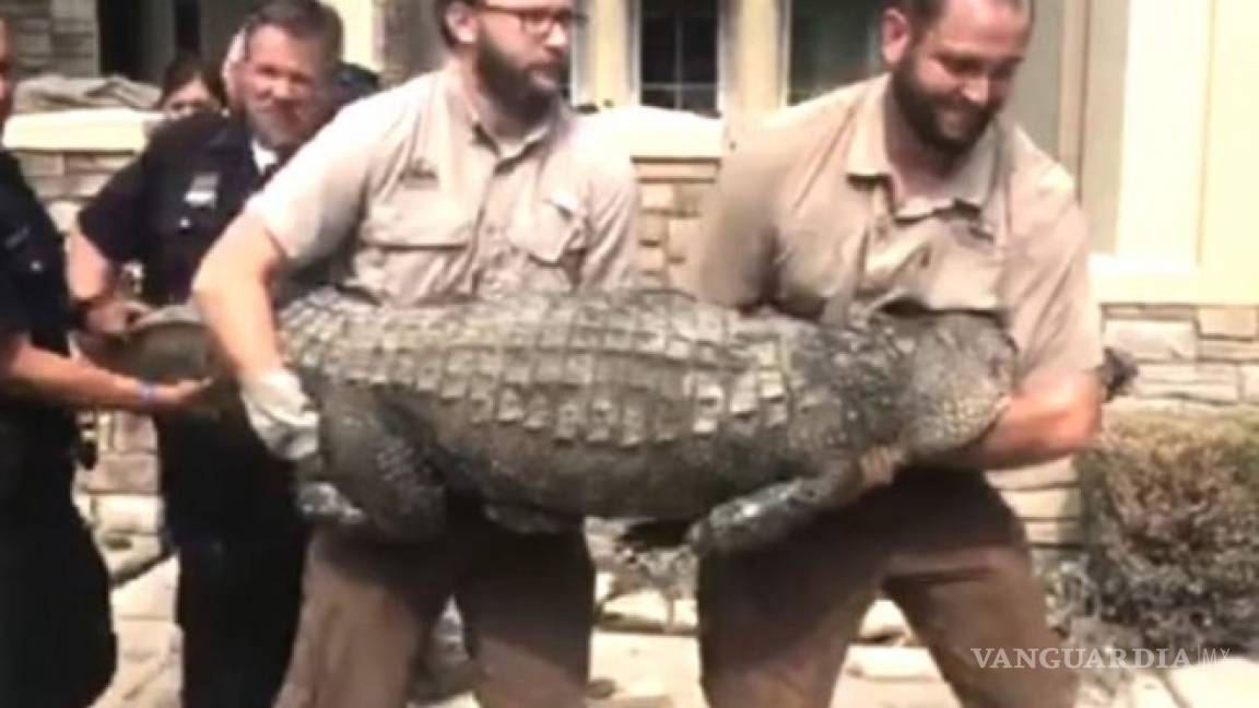 Tras 'Harvey,' este hombre encontró un cocodrilo en su comedor