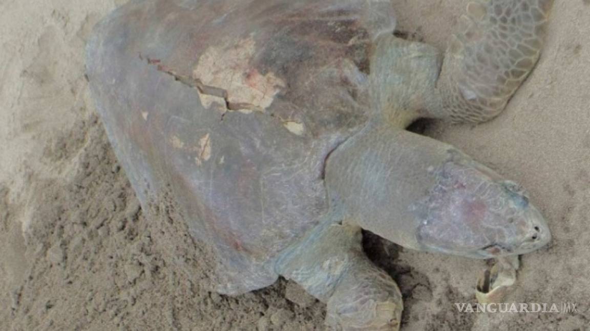 Misteriosa muerte de 113 tortugas en peligro de extinción, ya es investigado por Profepa