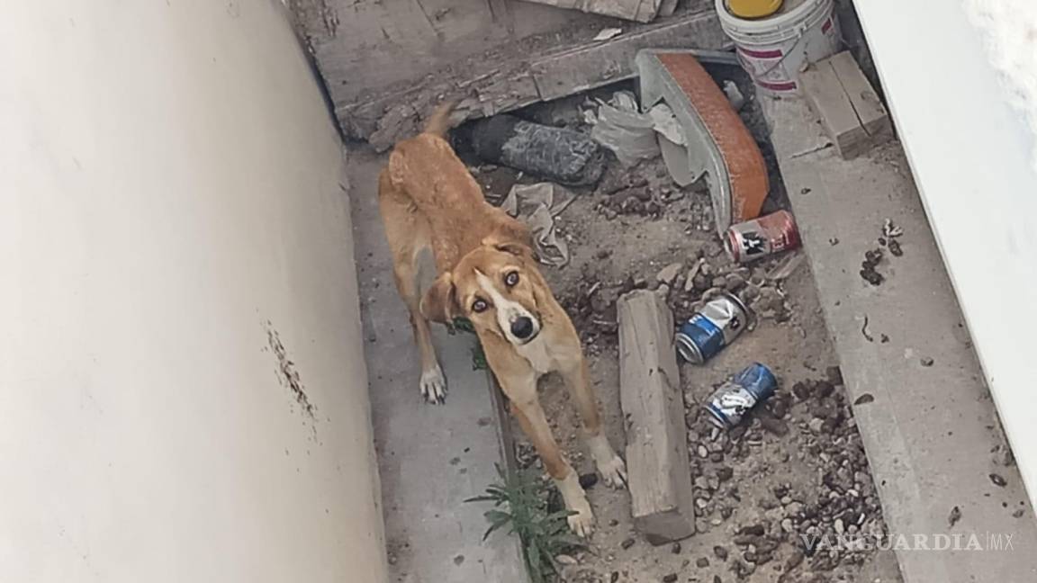 Autoridades de Coahuila se hacen de la ‘vista gorda’ ante abandono canino: asociaciones protectoras