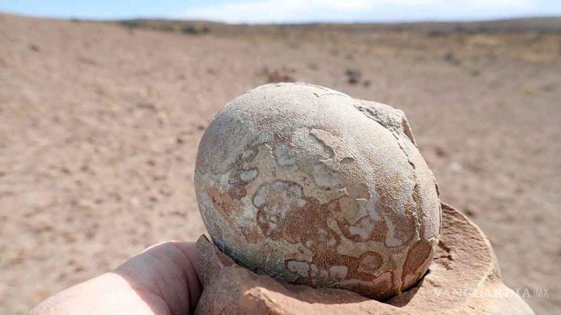 Hallan en Argentina más de 100 huevos de dinosaurios fosilizados