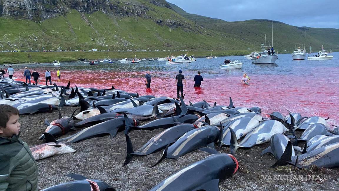 Matanza de más de mil delfines reaviva el debate en las islas Feroe