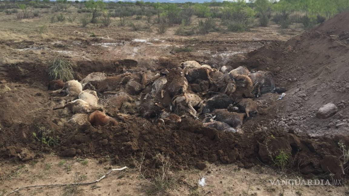 Investigan muerte de 150 cabras en Nadadores