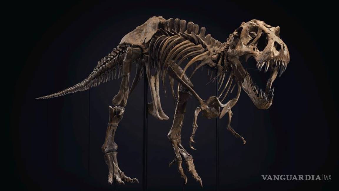 Desembolsan 32 mdd el esqueleto de T. Rex Stan subastado por Christie’s, quintuplicando su precio estimado