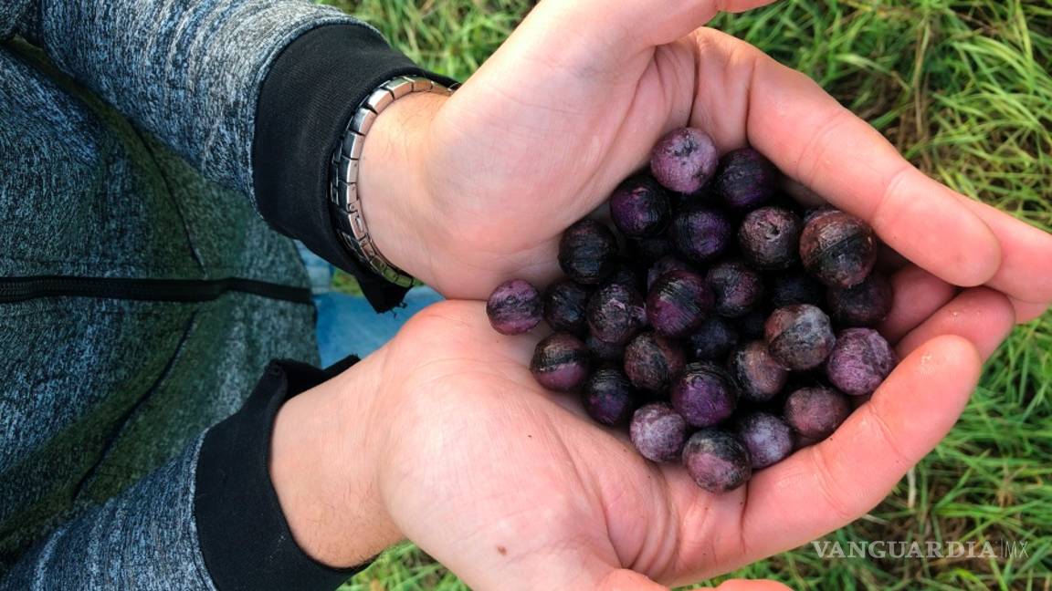 $!La empresa Flash Forest quiere sembrar mil millones de árboles en Canadá usando drones