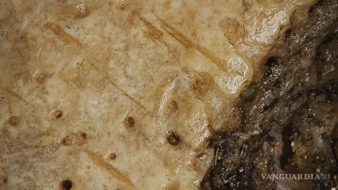 $!Marcas de corte encontradas en el cráneo 236, probablemente hechas con un objeto punzante.