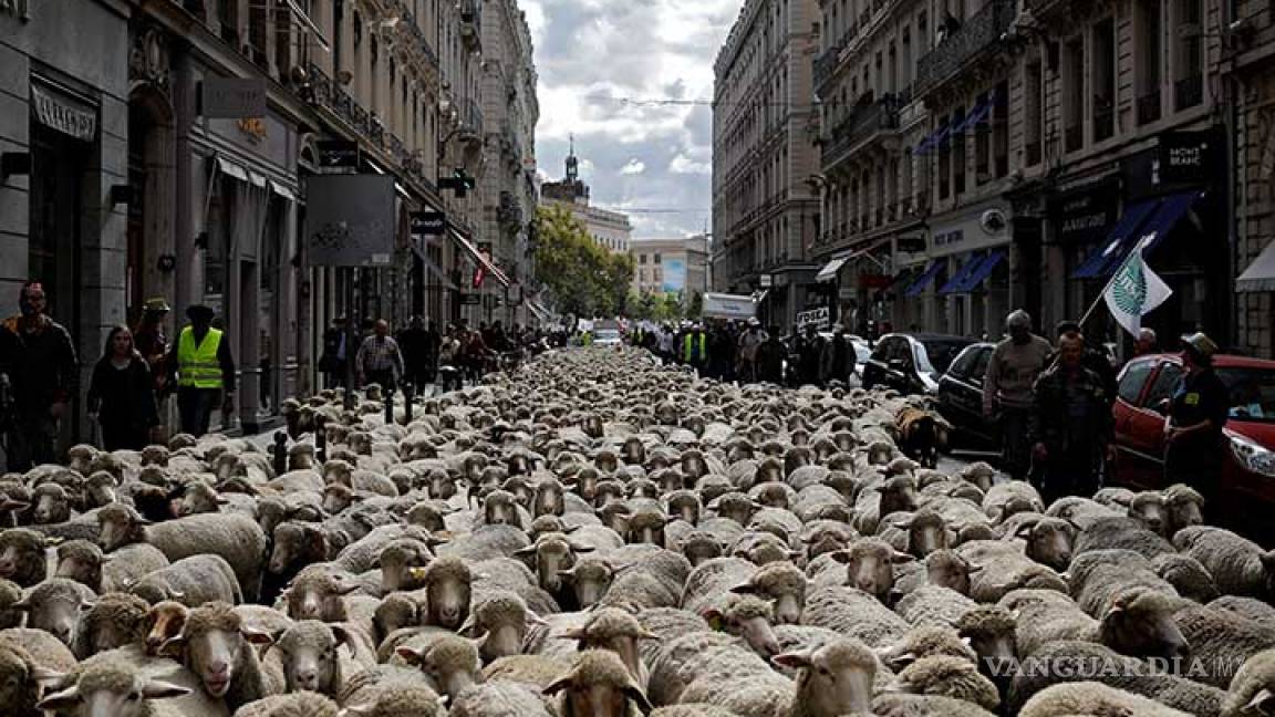 Invasión de ovejas en Lyon; pastores protestan por ataques de lobos