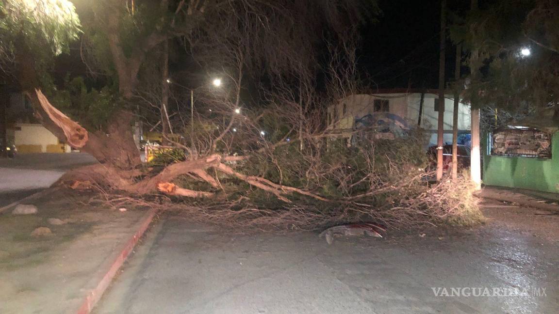 $!Los árboles son los más dañados con las ráfagas de viento.