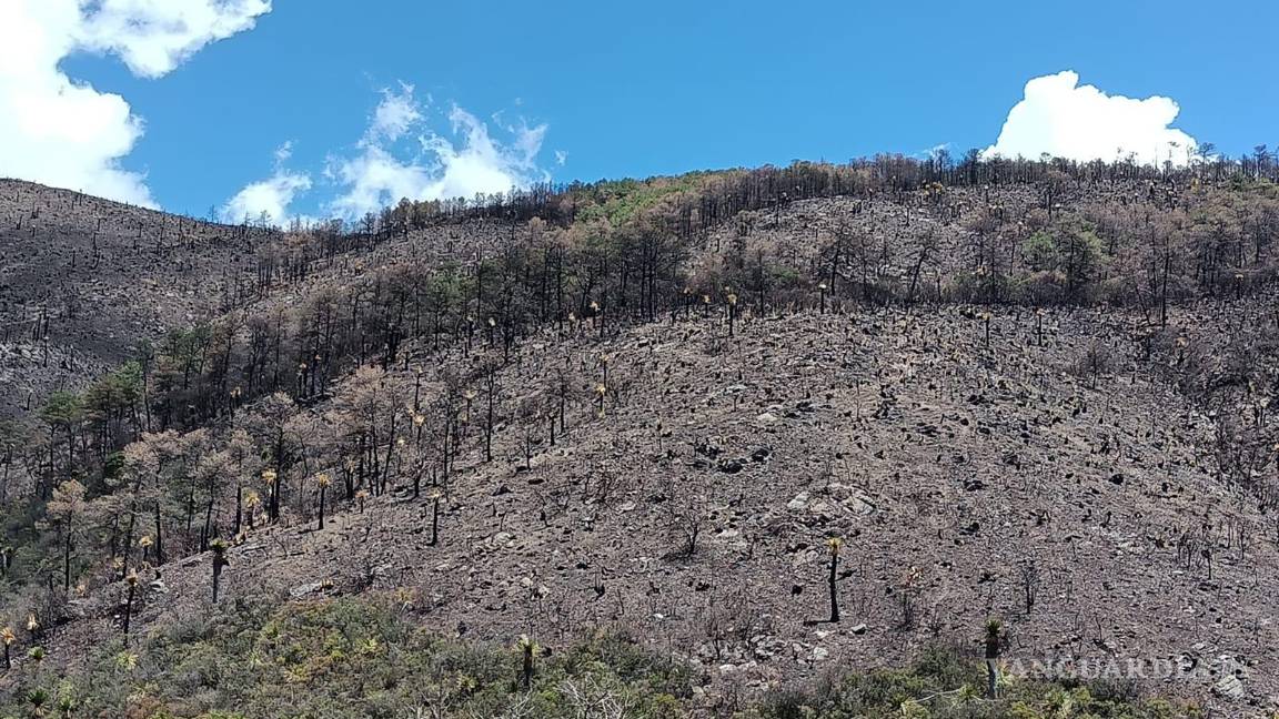 $!Los principales estragos se ubican en las zonas altas de la montaña.