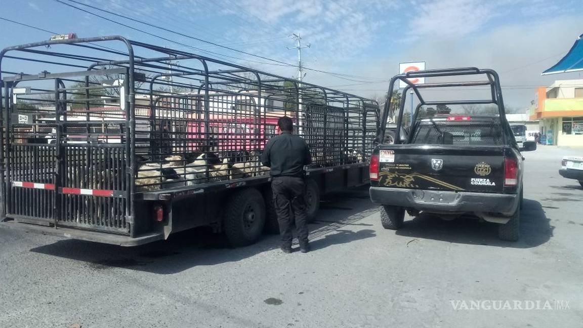 $!En Nadadores detienen a hombre de Saltillo por transportar ganado sin registro